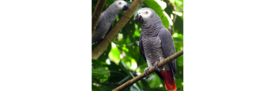 African Grey Parrot : One Of The Greatest Species Of Parrots