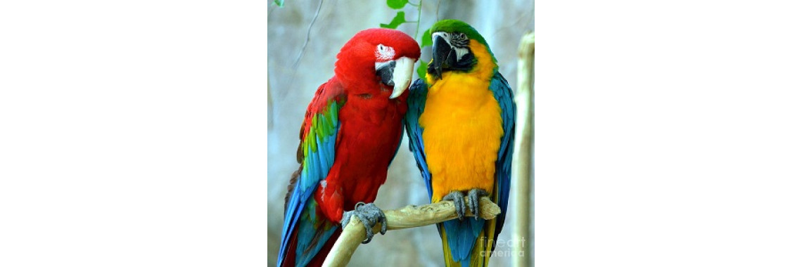 Hey Parrots Train Your Parents To Start Training You
