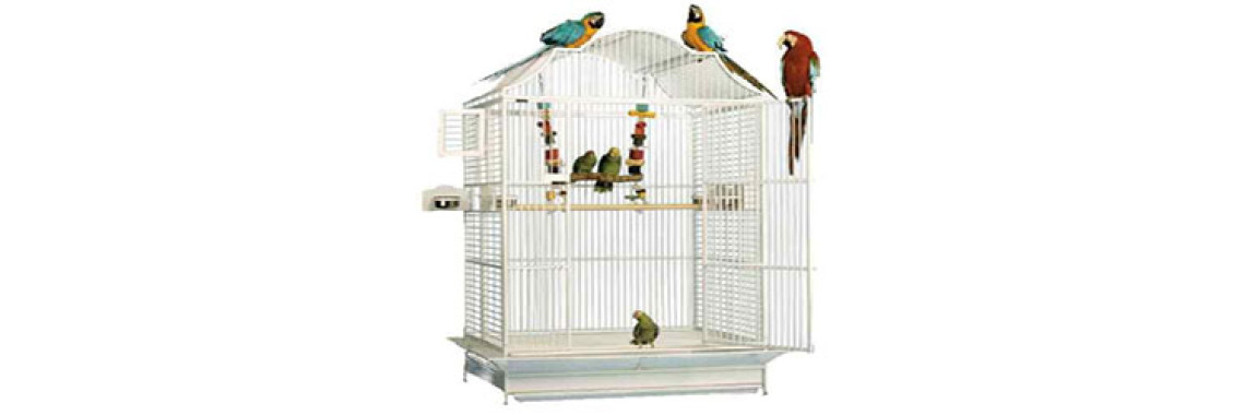 Keep Your Bird Cage Infection Free