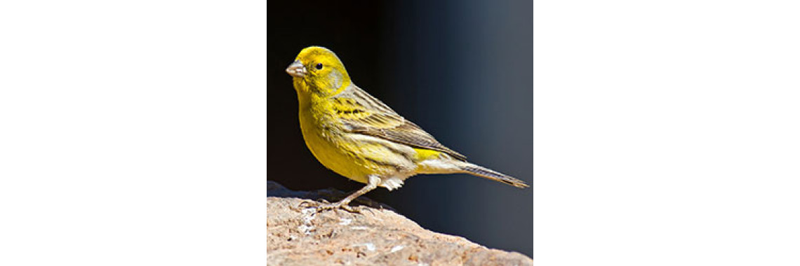Tiny Little Singers - The Canaries!