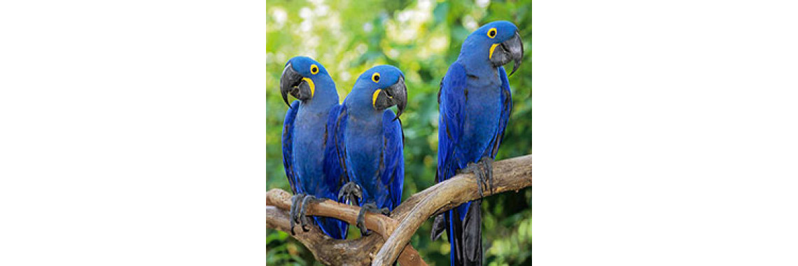 Great Dane Of Companion Birds.