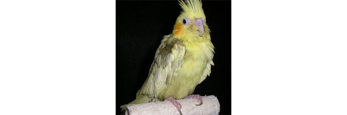 Aspergillosis In Birds