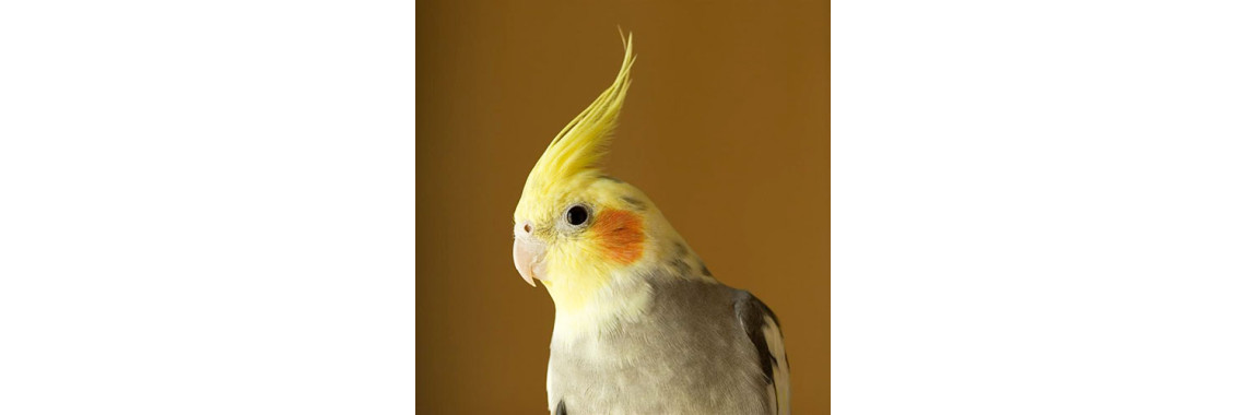 Some Interesting Facts About Your Cockatiels