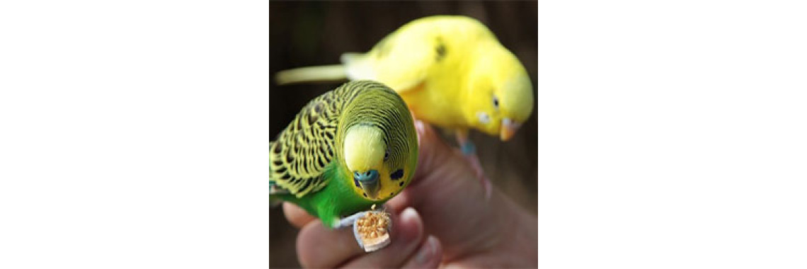 How To Raise A Healthy Bird