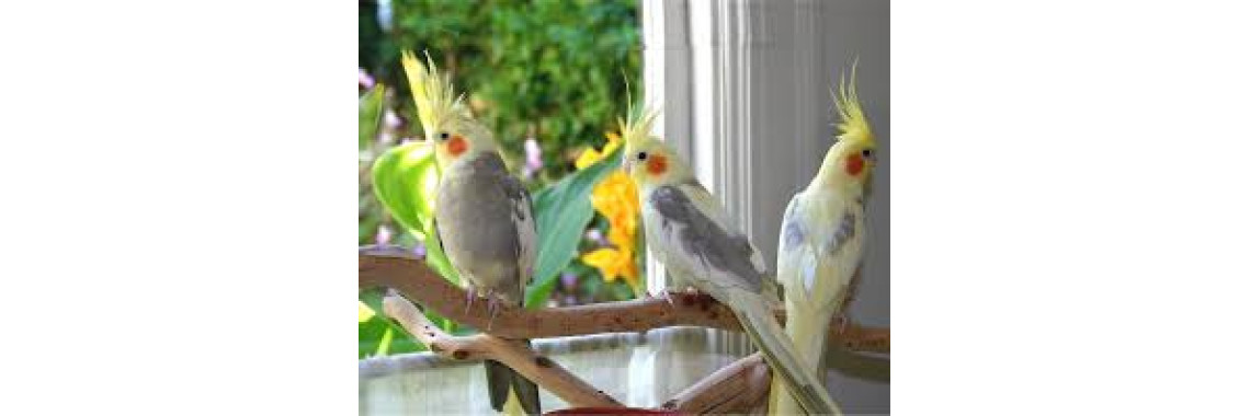 The Behavior Of  Cockatiel Bird