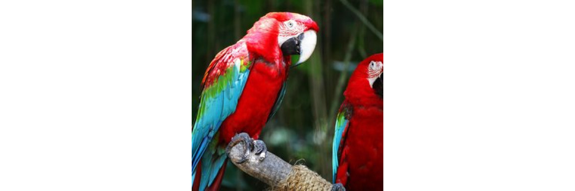 Macaw As A Pet Bird
