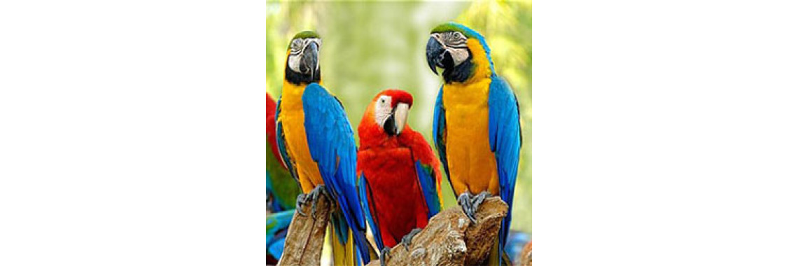 Go For A Bird Instead