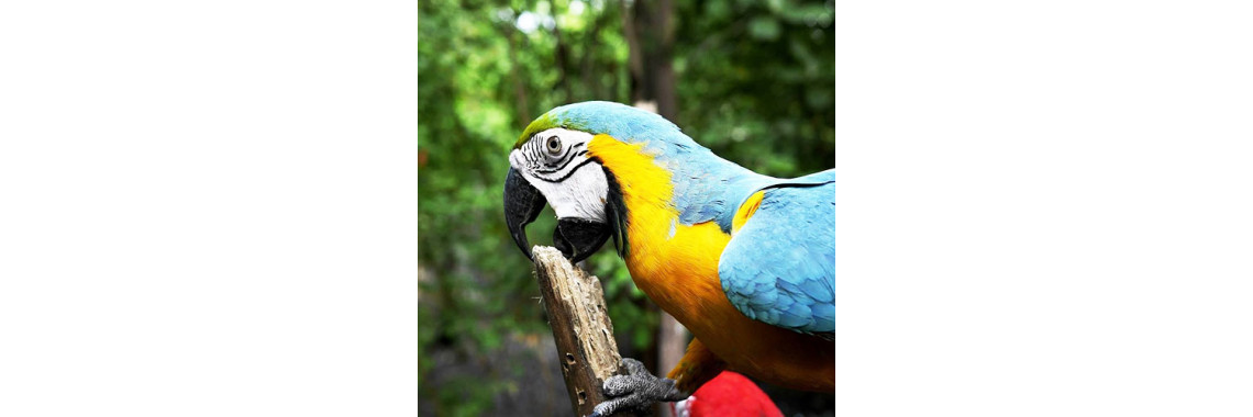 Behavioral Issues With Pet Birds