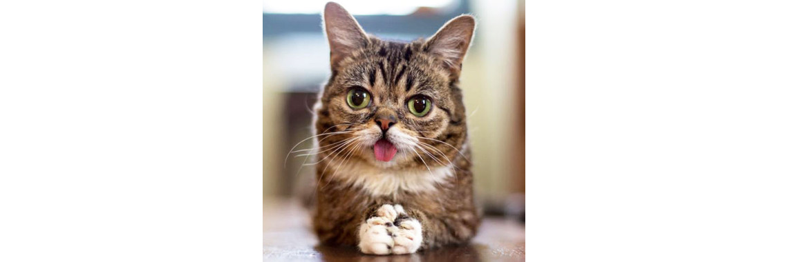 Is Your Kitty Happy And Healthy?