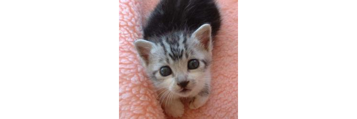 Are You A Responsible Cat Owner?