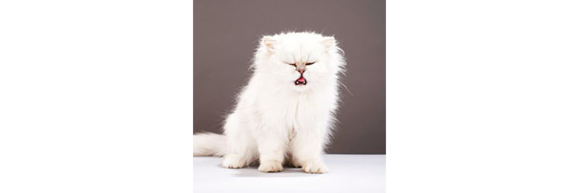 Feline Asthma