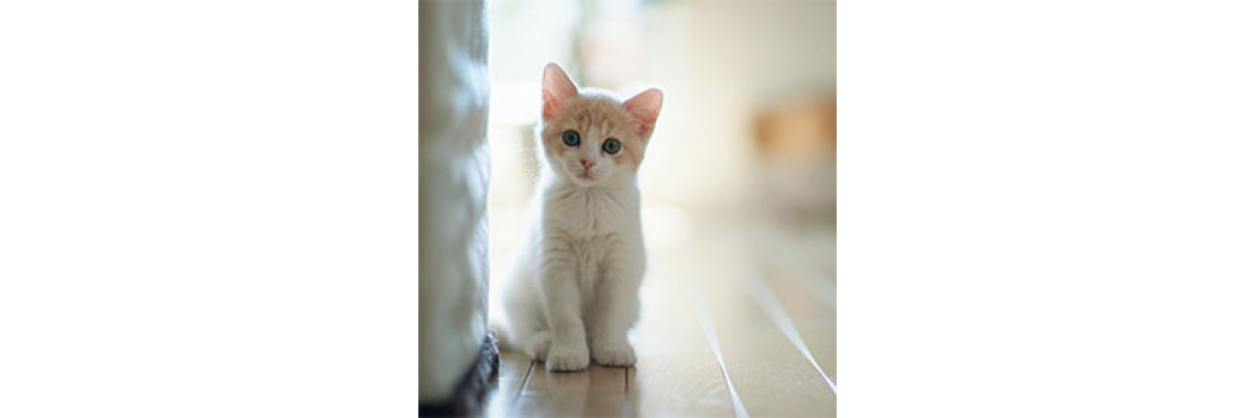 Got A Cat As A Pet? Here Is How To Keep Them Healthy…