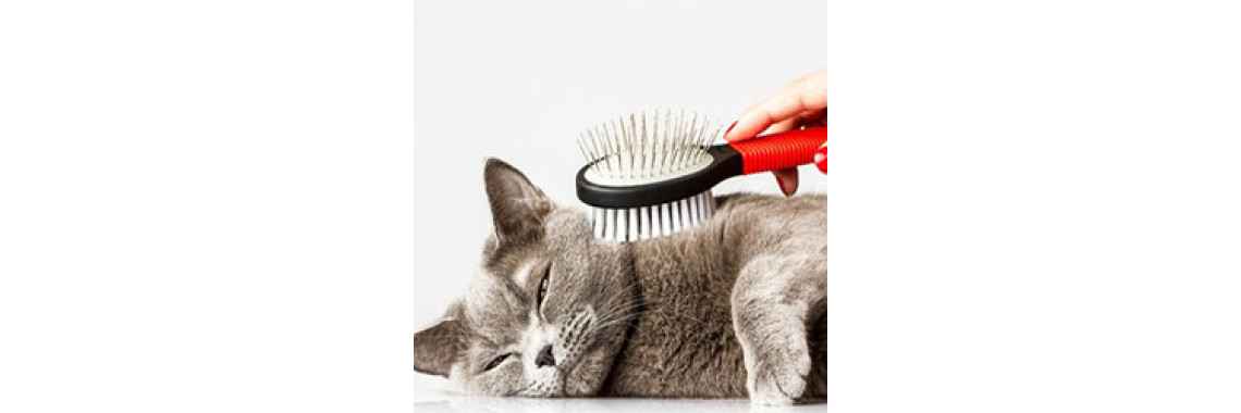 Tips To Groom Your Little Kitty