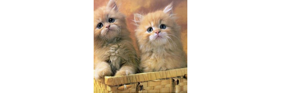 Cat Claw Survival Solutions To The Rescue