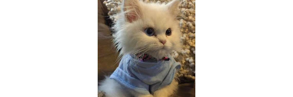 What Made Kitty A Better Pet?