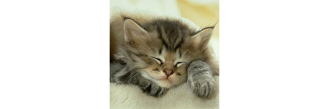 Rhinotracheitis In Cats