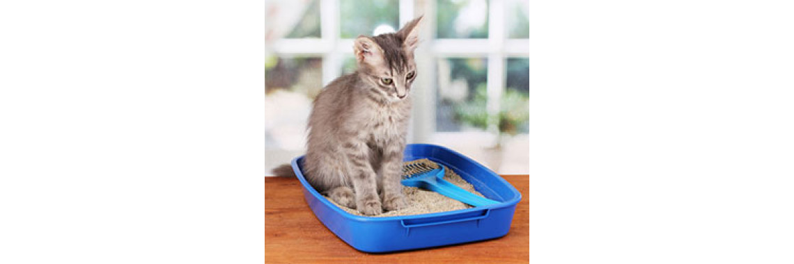 Is Your Kitty Ready For Toilet Training?