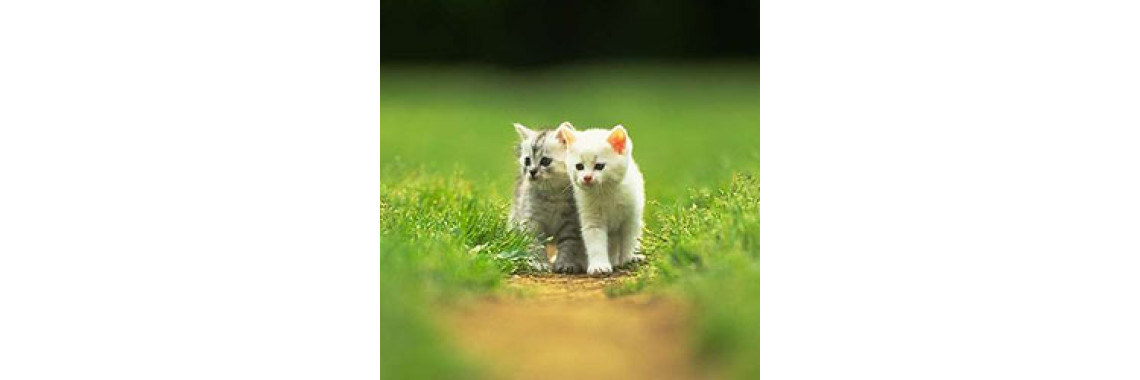 How Fast Will Your Cat Will Grow - The Important Stages In A Cat's Life