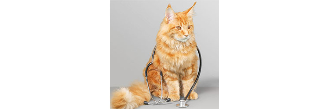 Health Problems In Cats