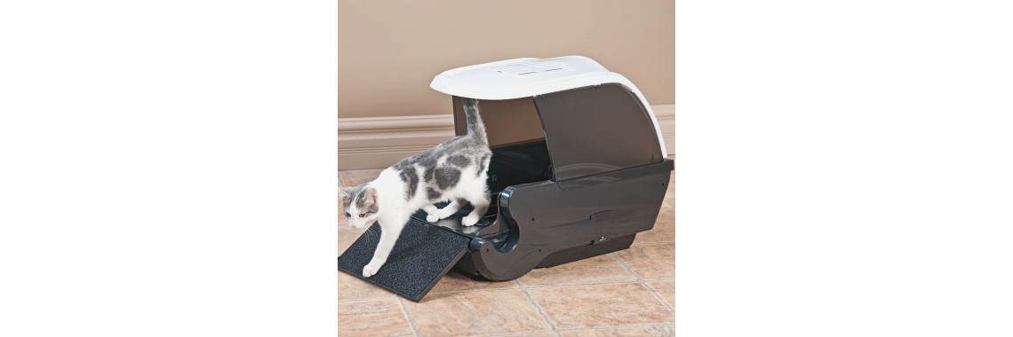 Cat Litter Box Problems 7 Essential Keys To Solve The Problem Quickly