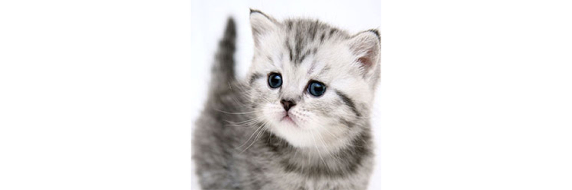 The Most Important Things You Need To Know Before Adopting A Cat
