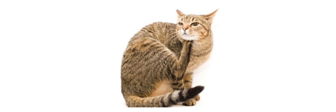How To Get Rid Of Fleas?