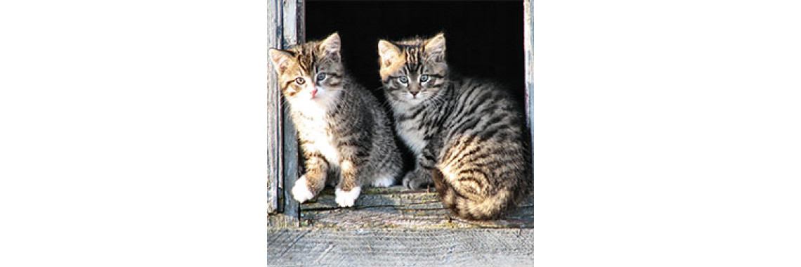 Read Your Kitty's Body Language - Know Your Kitty More