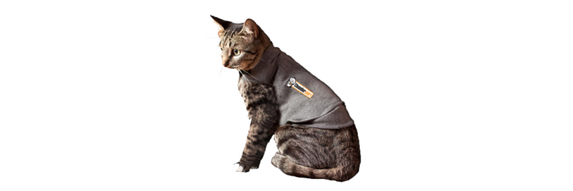 Cat Training With A Clicker