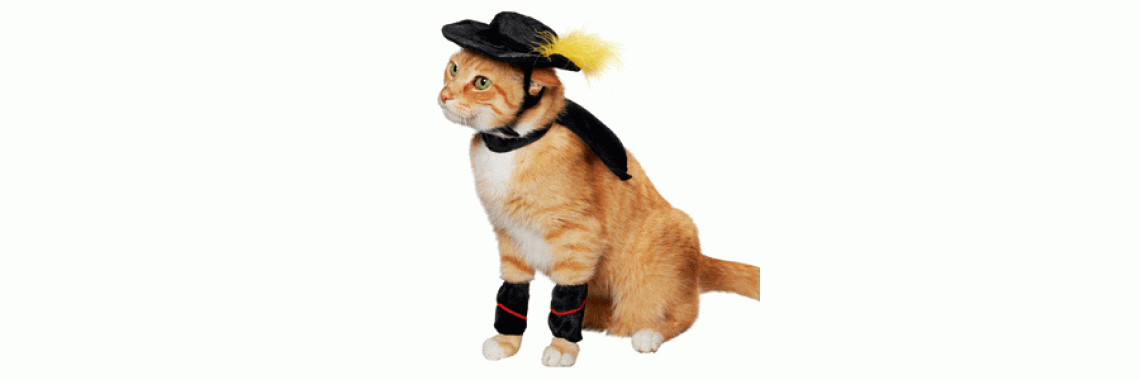 Pet Safety At Home What You Should Know