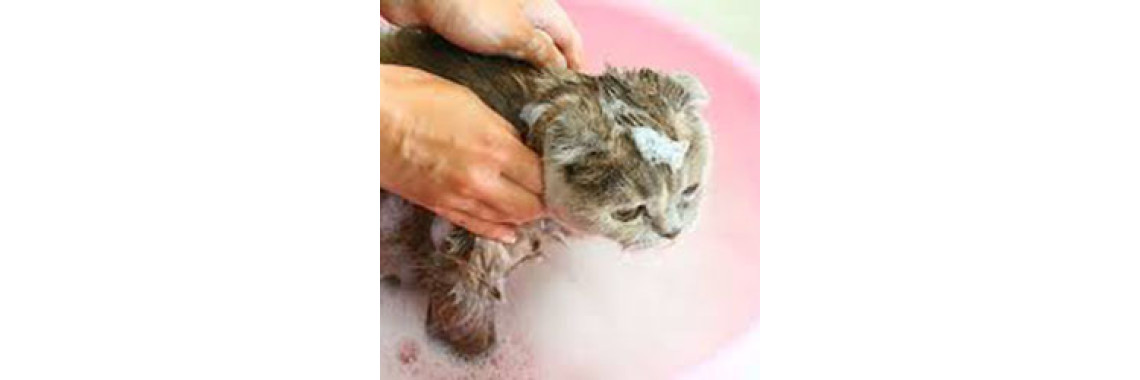 It Is Possible To Give Your Cat A Bath, And Come Away Scratch Free