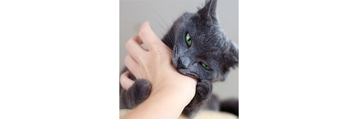 Why Does Your Cat Bite Your Hand When You Stroke Her?