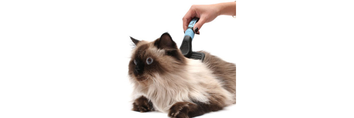Cat Training for Your Intractable Cat