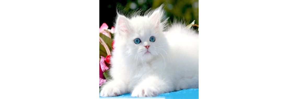 Persian Cat - The Glamorous Cat Of Cats