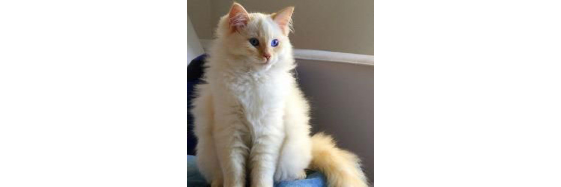 Caring for a Rag doll Cat