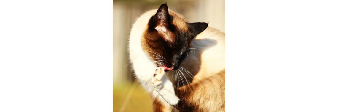 Skin Problems In Cats; Common Causes And Treatment