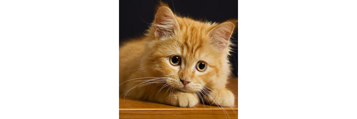 Have A Kitty? Then Beware Of This!!
