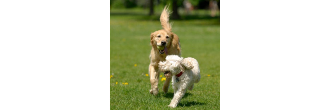Ten Effective Ways To Keep Pets Healthy!!