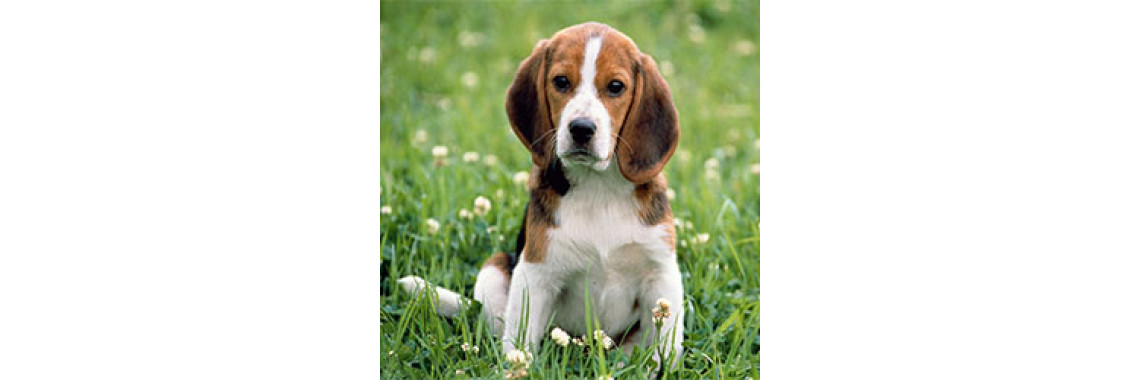 All About Beagle