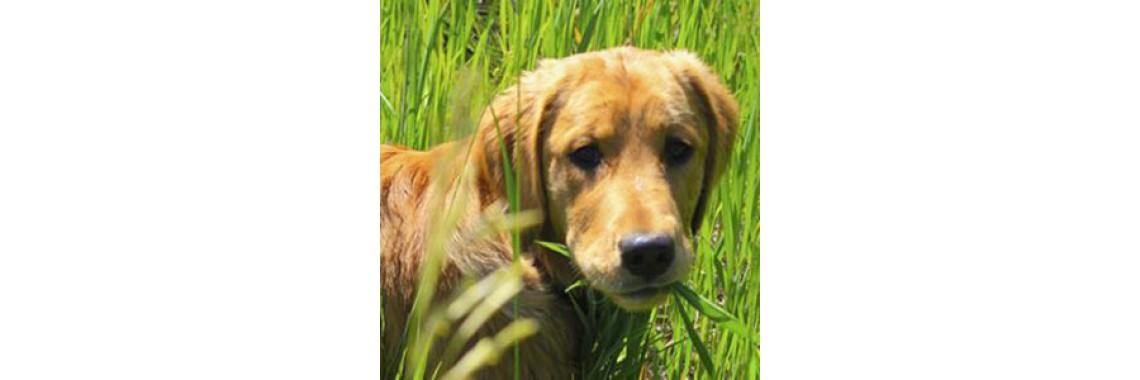 Why Do Dogs Eat Grass?