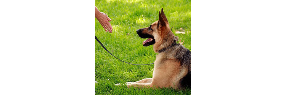 Dog Training:  Teaching Your Dog Commands