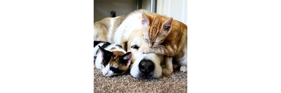 How To Make Life Easier For Your Old Dog Or Cat...