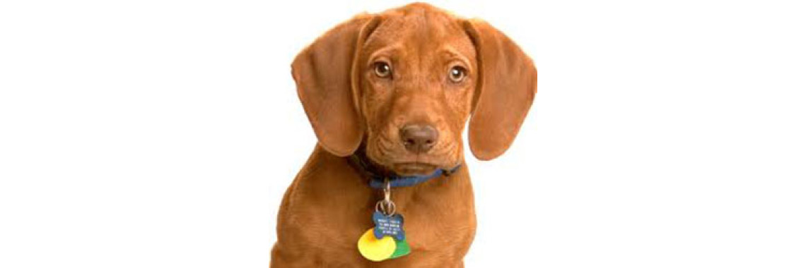 How To Keep Your Dogs Safe