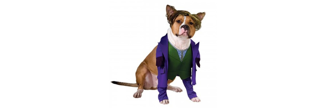 Getting Your Dog to Behave