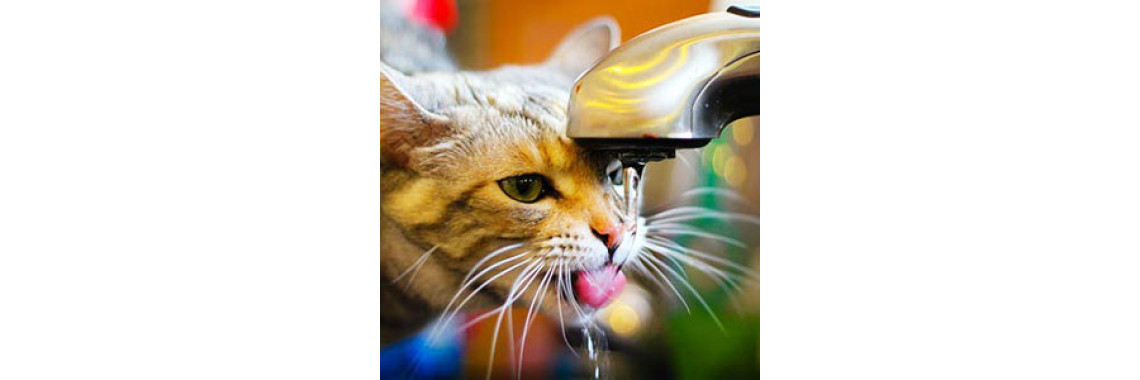 Kidney Disease In Cats