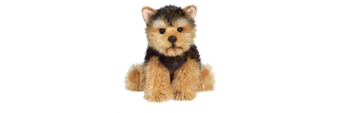 Major Concerns with a Border Terrier