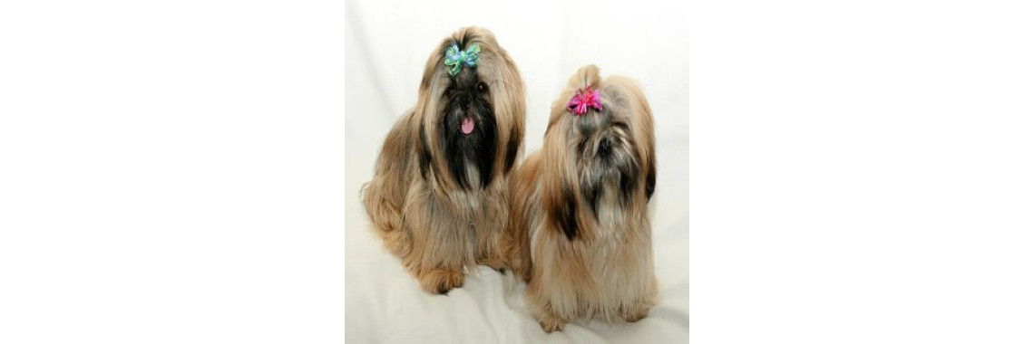 Other Peoples Pets