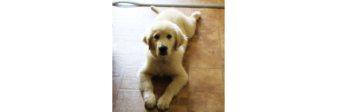What To Expect When You Bring Home A Puppy (9 Months To 12 Months)