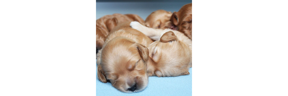 What To Expect When You Bring Home A Puppy!