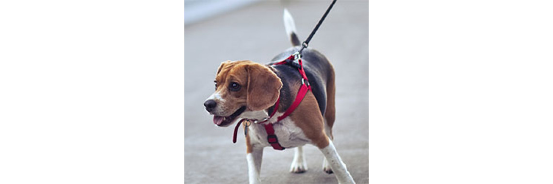 How You Can Stop Your Dog From Pulling On The Leash During Walks