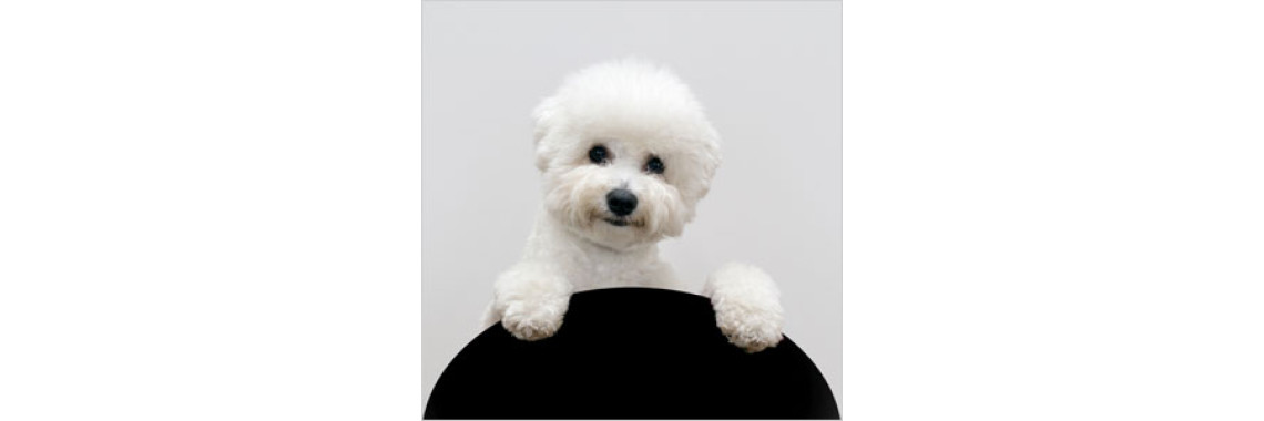 Pets The Love That Exists Between Pets And Their Owners